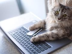 Cat Laptop